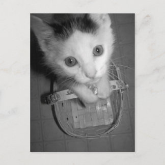 バンバム子猫はがき ポストカード