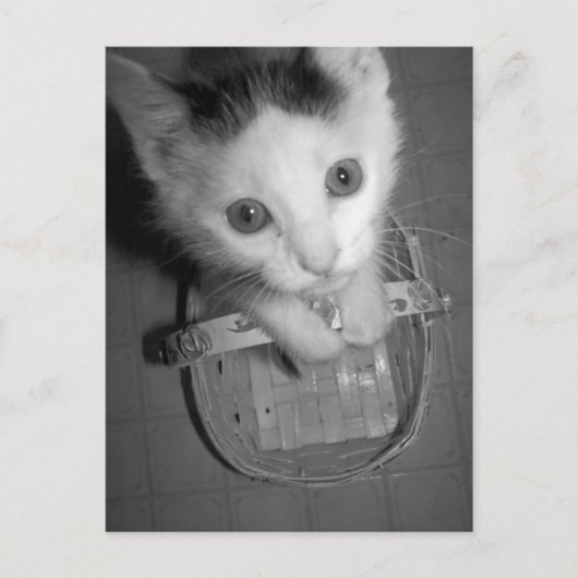 バンバム子猫はがき ポストカード (正面)