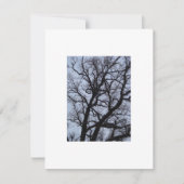 バンパイアの木 (正面)