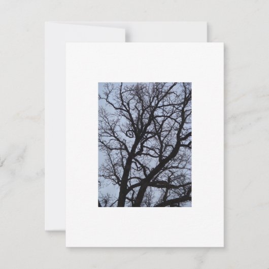 バンパイアの木 (正面)