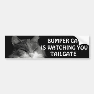 バンパーキャットがTAILGATE 36ミームを見ている バンパーステッカー