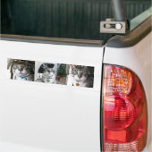 バンパーステッカー (トラック上)