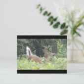 バンビスの父？ ポストカード (スタンド正面)