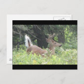 バンビスの父？ ポストカード (正面/裏面)