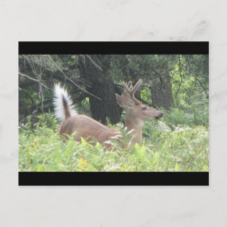 バンビスの父？ ポストカード