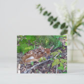 バンビレベベベシェヴロイユ ポストカード (スタンド正面)