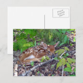 バンビレベベベシェヴロイユ ポストカード (正面/裏面)