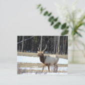 バンフエルク ポストカード (スタンド正面)