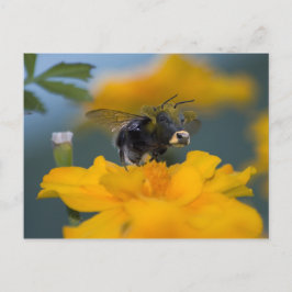 バンブローはがき ポストカード