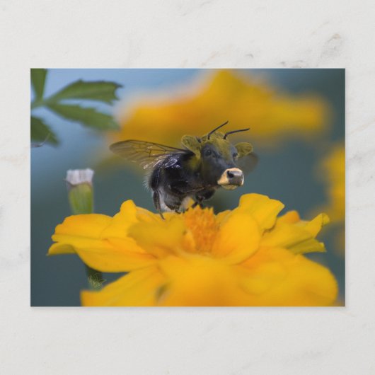 バンブローはがき ポストカード (正面)