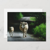 バンメル葉書に2頭の牛 ポストカード (正面/裏面)