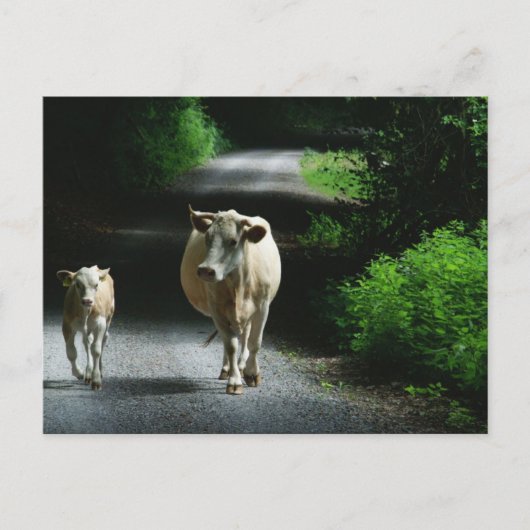 バンメル葉書に2頭の牛 ポストカード (正面)