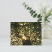 バンヤンツリーキャノピーサンスター ポストカード (スタンド正面)