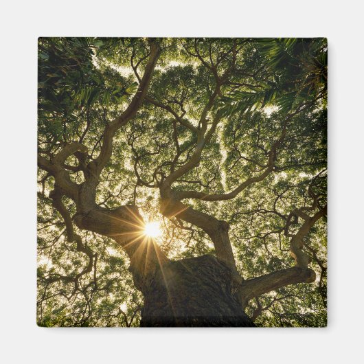 バンヤンツリーキャノピーサンスター マグネット (正面)