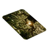 バンヤンツリーキャノピーサンスター マグネット (右側)