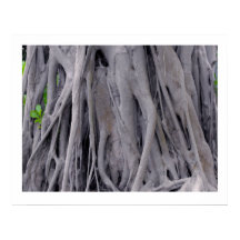 バンヤンツリートランク