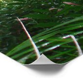 バンヤンツリー ポスター (角)