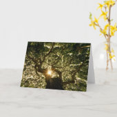 バンヤンノキのおおいSunstar カード (黄色い花)