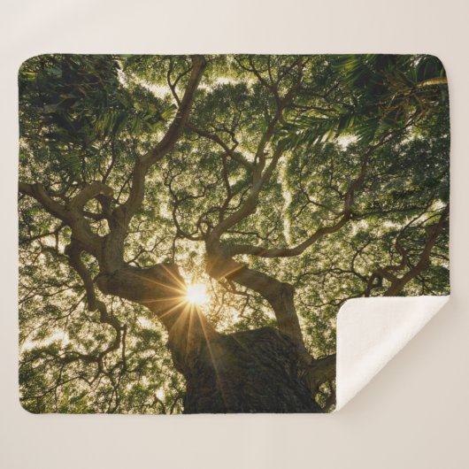 バンヤンノキのおおいSunstar シェルパブランケット (正面(横))