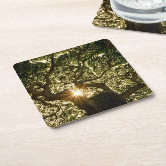 バンヤンノキのおおいSunstar スクエアペーパーコースター (アングル)