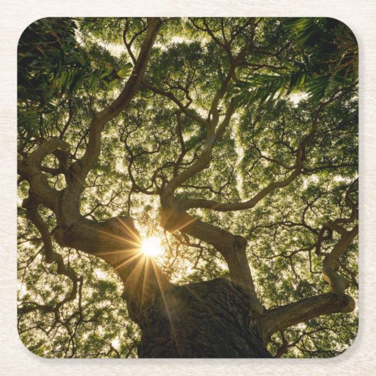 バンヤンノキのおおいSunstar スクエアペーパーコースター (正面)