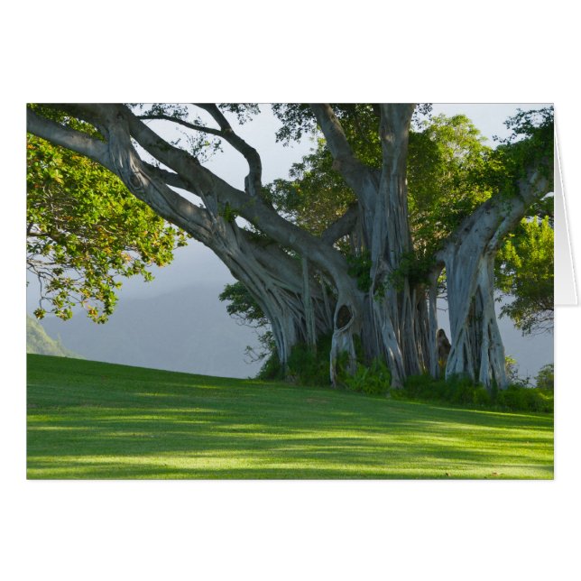 バンヤンノキ、Manoaの谷、ホノルル、Hawai'i (正面横)