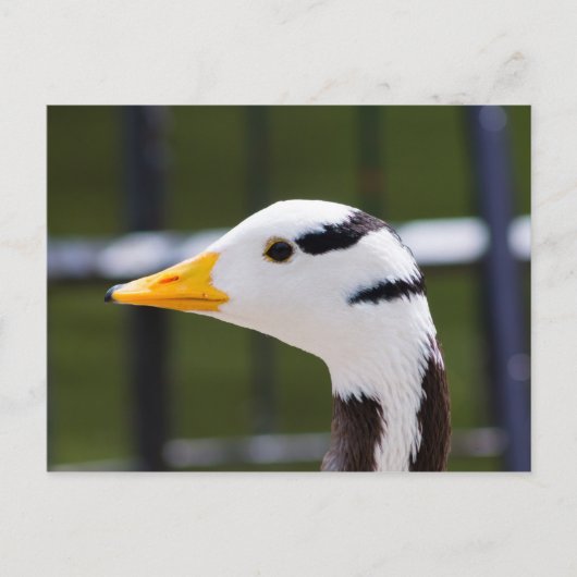 バーガチョウ ポストカード (正面)