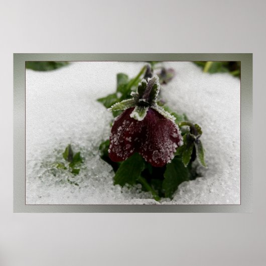 バーガンディのビオラ ポスター (正面)