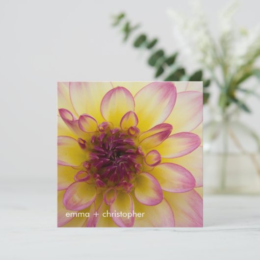 バーガンディの、黄色及び白いダリア セーブザデート (スタンド正面)