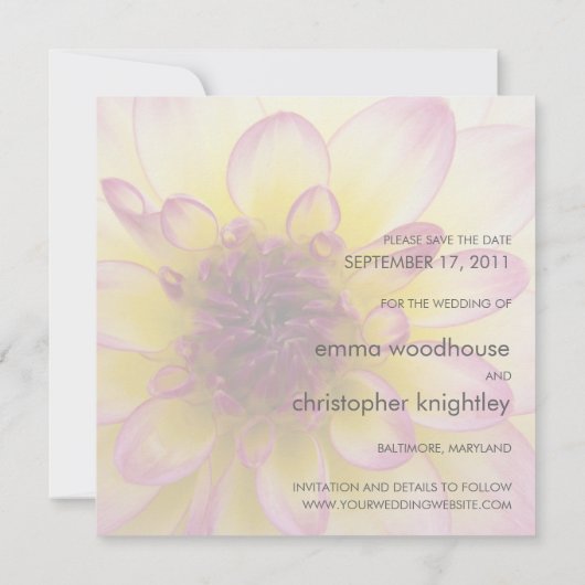 バーガンディの、黄色及び白いダリア セーブザデート (裏面)