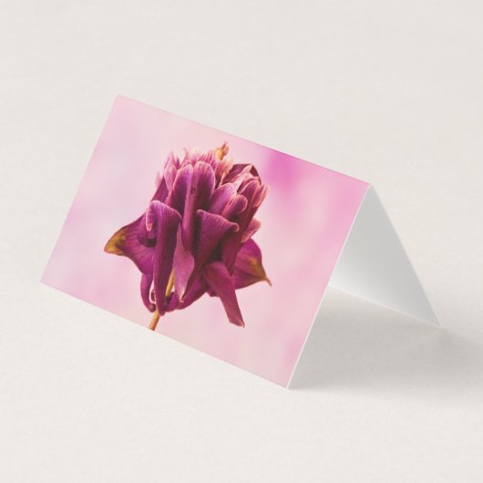 バーガンディーピンクオダマキ（植物）カード (正面)