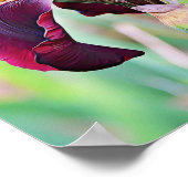 バーガンディーマゼンタピンクアイリスフラワーポスター ポスター (角)