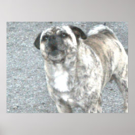 バーキング・ブルドッグ ポスター