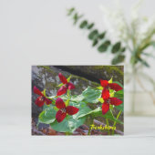 バークシアーズマサチューツレッドトリリアムワイルドフラワー ポストカード (スタンド正面)