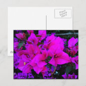 バーゲンヴィラ ポストカード (正面/裏面)