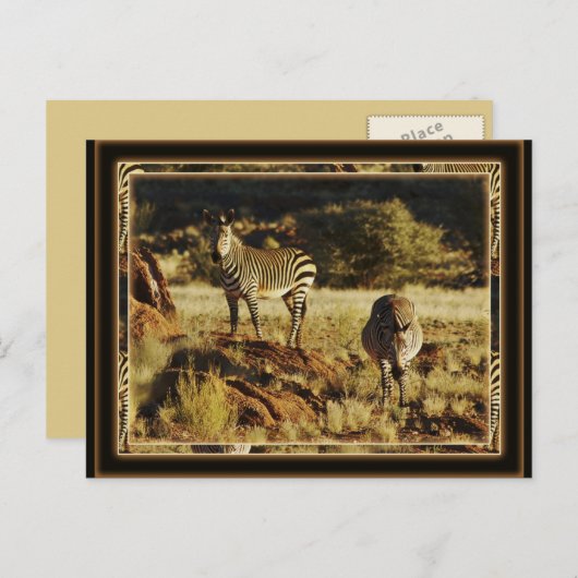 バーシェルの野生動物サファリの葉書、ゼブラ ポストカード (正面/裏面)