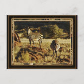 バーシェルの野生動物サファリの葉書、ゼブラ ポストカード (正面)