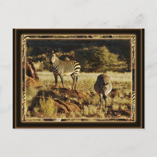 バーシェルの野生動物サファリの葉書、ゼブラ ポストカード (正面)