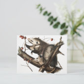 バージニアオポスサムディデルフィスバージニアイラストレーション ポストカード (スタンド正面)