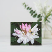 バージニアシャクナゲ ポストカード (スタンド正面)