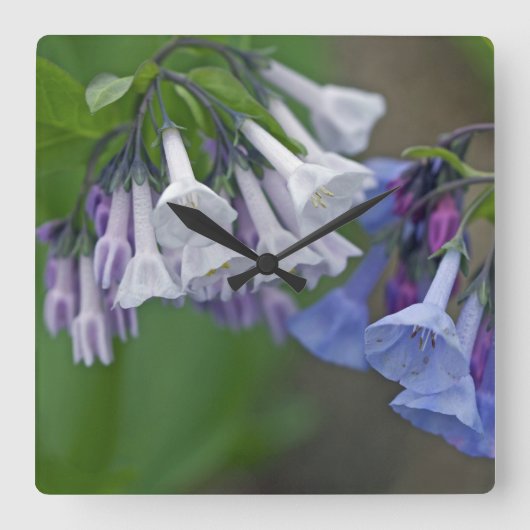 バージニアブルーベルワイルドフラワーズ スクエア壁時計 (正面)