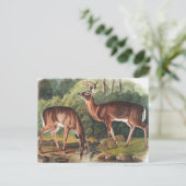 バージニアンディアー(サーバスバージニアヌス)イラストレーション ポストカード (スタンド正面)