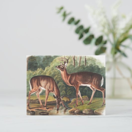 バージニアンディアー（サーバスバージニアヌス）イラストレーション ポストカード (スタンド正面)