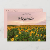 バージニア州のひまわり ポストカード (正面/裏面)