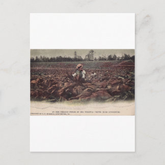 バージニア州のタバコ畑で ポストカード