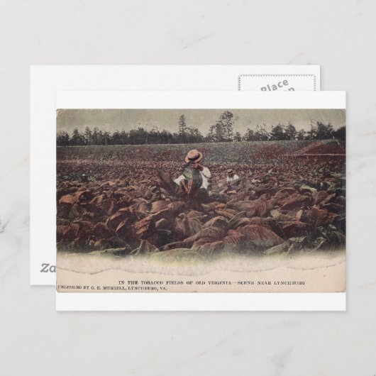 バージニア州のタバコ畑で ポストカード (正面/裏面)