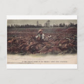 バージニア州のタバコ畑で ポストカード (正面)