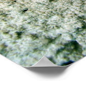 バージニア州クリーパー葉のポスター ポスター (角)