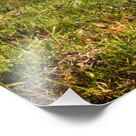 バージニア州シェナンドア国立公園の秋 フォトプリント            (角)