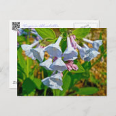 バージニア州ブルーベルのコーディネート項目 ポストカード (正面/裏面)